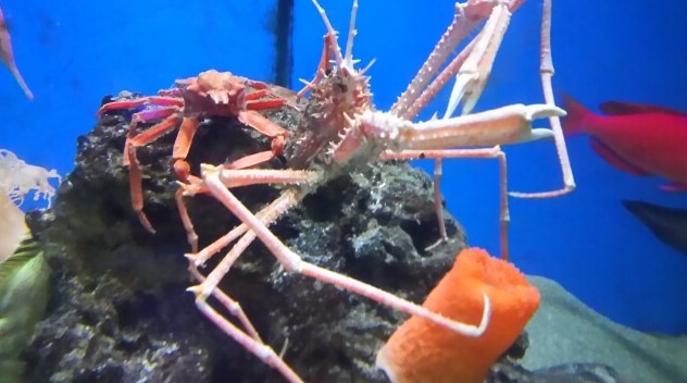 蒲郡の水族館のタカアシガニ