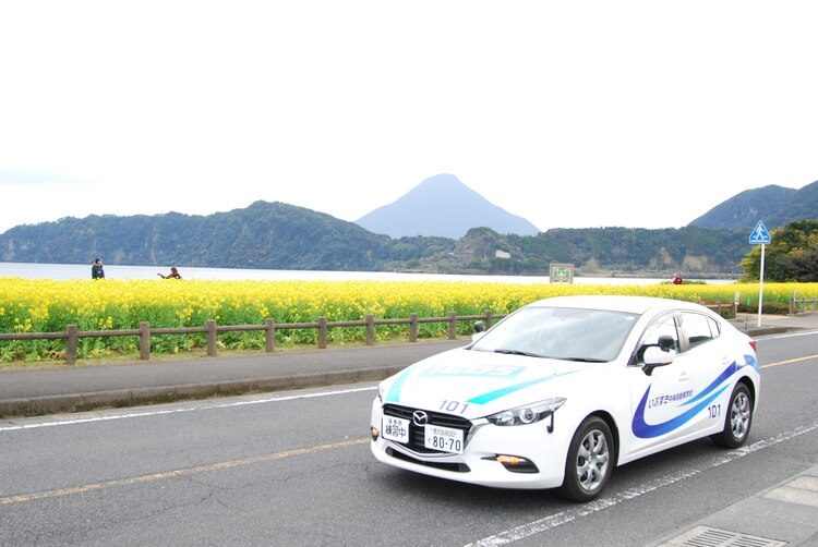 指宿中央自動車学校の教習車と菜の花の道