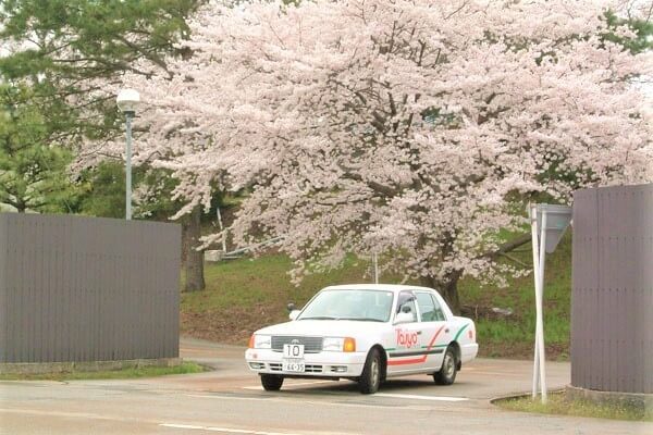 桜の下を走る太陽自動車学校の教習車